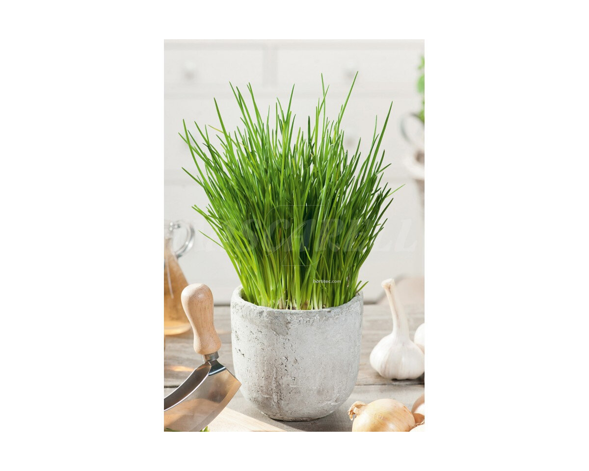 Cebollino