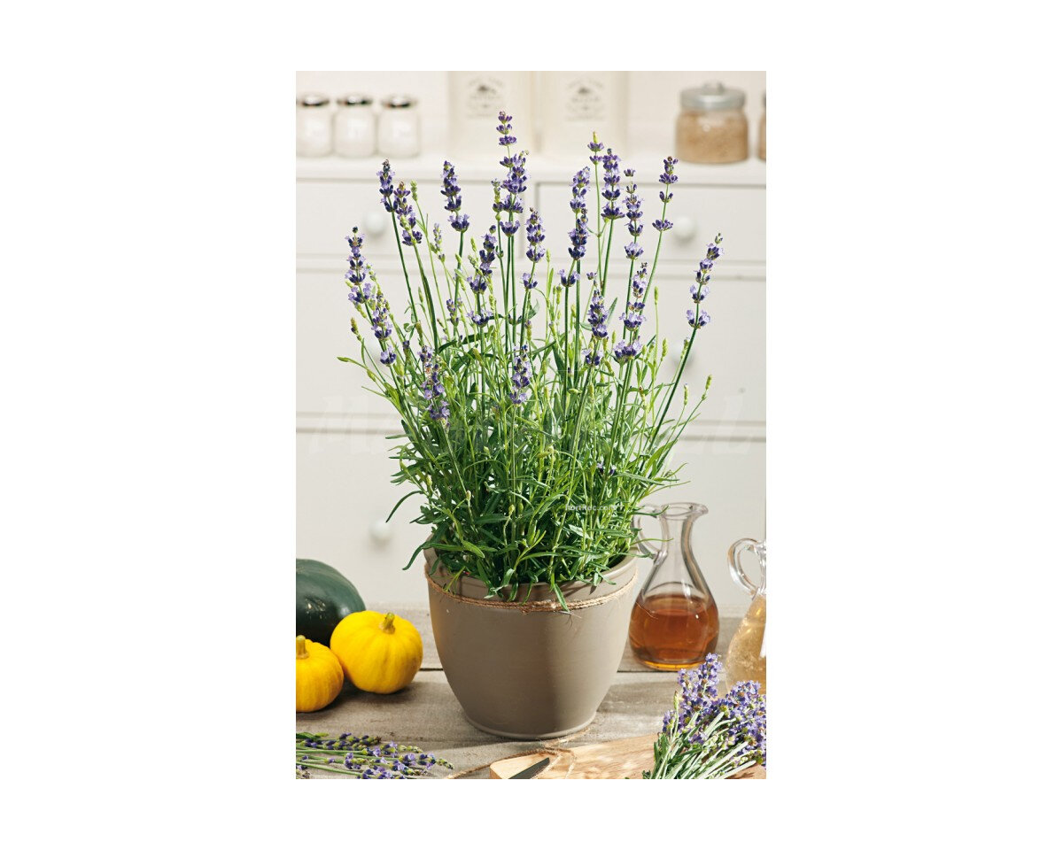 Lavanda vera